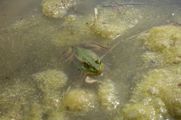 전북 군산의 새만금 수라갯벌에서 발견된 멸종위기 2급 양서류인 금개구리 