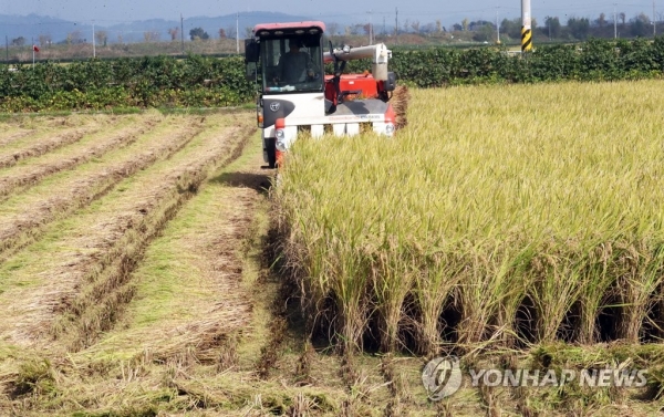 지난 10월14일 농부가 전북 김제시 공덕면 논에서 벼를 거둬들이고 있다.