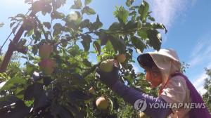 '金사과' 계약재배물량 세배로...강원도 재배지 2천㏊ 조성